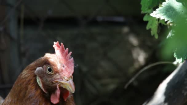 Kur i kurczaków — Wideo stockowe