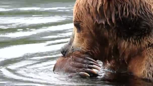 Oso come pescado — Vídeo de stock