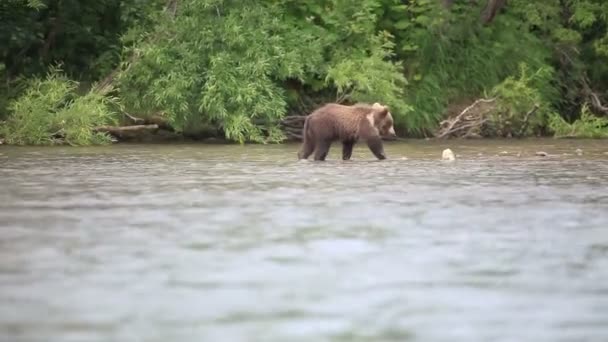 Oso marrón pesca — Vídeos de Stock