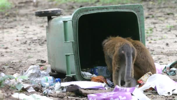 Affe auf Müllkippe — Stockvideo