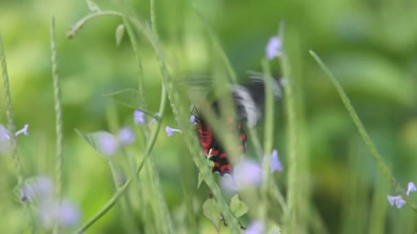 スリランカの深紅のバラ蝶 atrophaneura ヘクターします。 — ストック動画