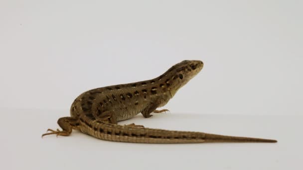 Lizard. Close up. — Stock Video