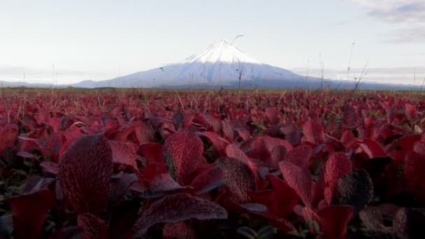 Autunno, tundra, frutti di bosco — Video Stock