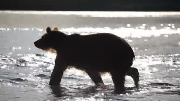 Brown bear fishing — Stock Video