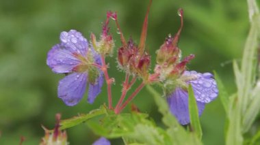 Tahta Çiçekler ve çiğ