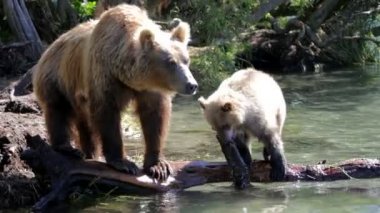 o ayı ayı yavrularını.
