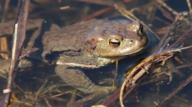 Ccommon Kurbağa (Bufo bufo) erken Bahar