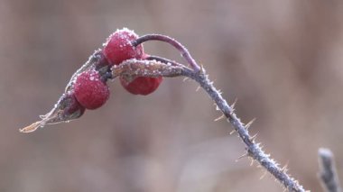 Sonbahar, tundra, çilek