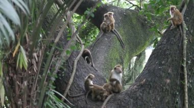 ağaçtaki maymunlar
