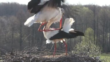 leyleklerin çiftleşme