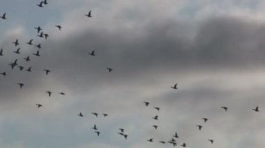 Flock içinde uçan kaz