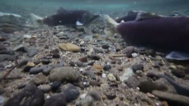 somon, yumurtlama, sualtı