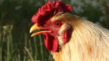 horoz, yakın çekim