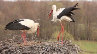 leyleklerin yuva kurmak