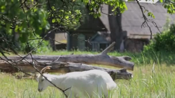 Cabra blanca — Vídeo de stock