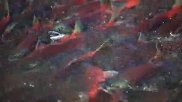 Fisch, Lachs — Stockvideo