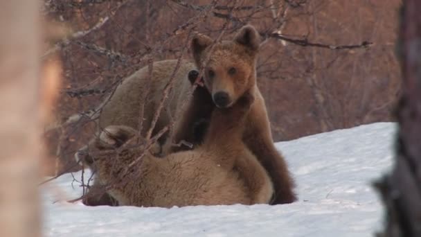 Bear cubs spela. — Stockvideo