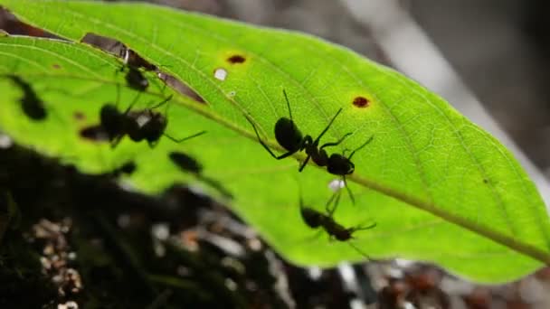 Ants on a leaf — Stock Video