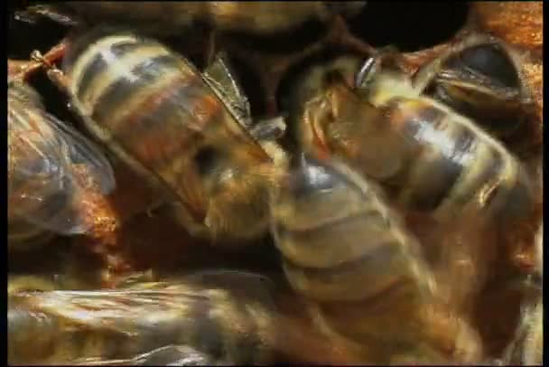 Un essaim d'abeilles — Video