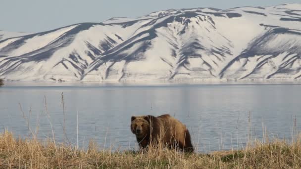 Brown bear, Kamchatka — Stock Video