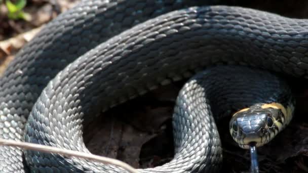 Травяная змея (Natrix Natrix) отдыхает в тепле — стоковое видео