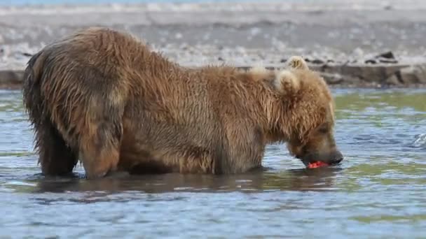 Björnen äter fisk — Stockvideo