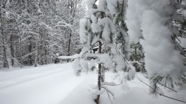 Jeep conduciendo en bosque de nieve — Vídeo de stock