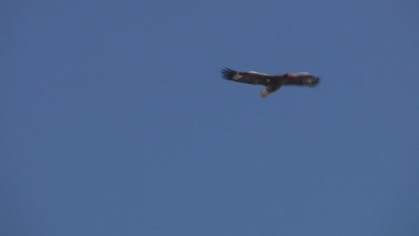 Vol d'un aigle marin 