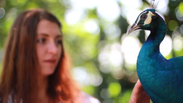 Wild park with girl and peacock. — Stock Video