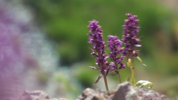 Wood flowers and dew — Stock Video