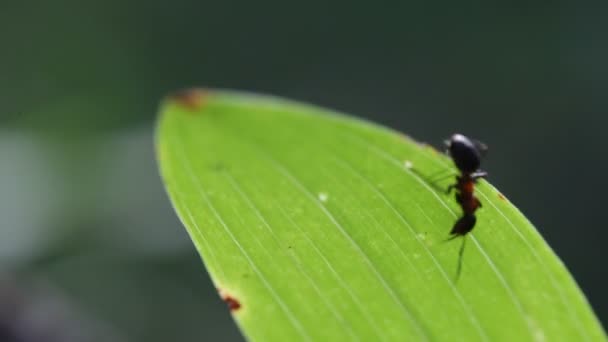 Mieren op een blad — Stockvideo