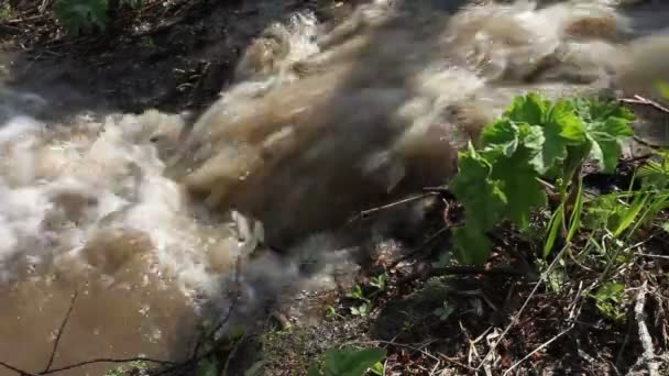 Primavera, arroyo — Vídeo de stock