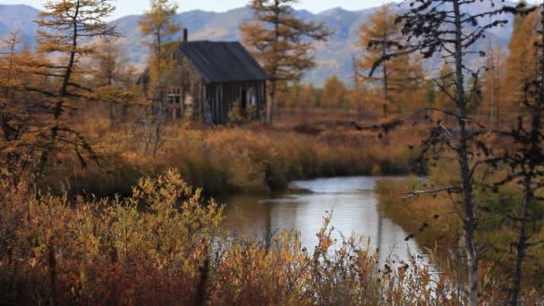 Podzim, žluté listy, tundra — Stock video