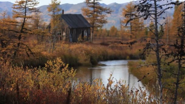 Herfst, gele bladeren, toendra — Stockvideo