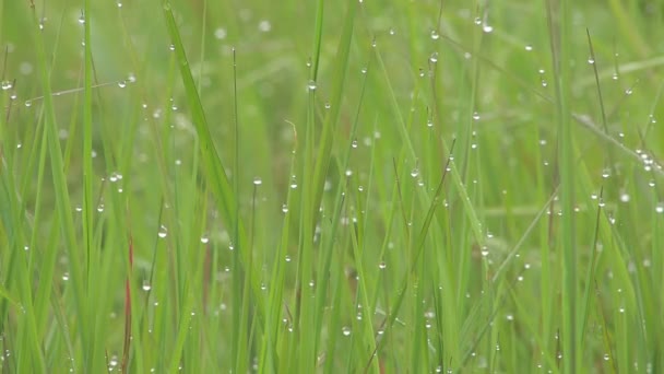 Herbe verte