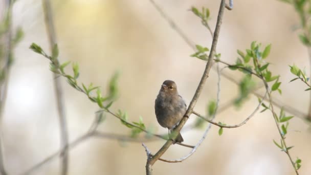 The bird's song — Stock Video