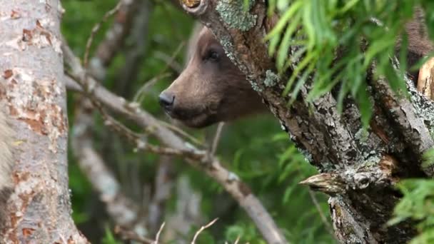 Αρκούδα cub — Αρχείο Βίντεο