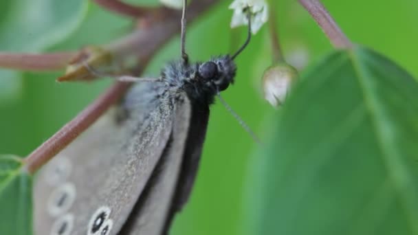 A borboleta. Um close-up . — Vídeo de Stock