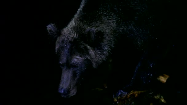 Бурий ведмідь вночі — стокове відео