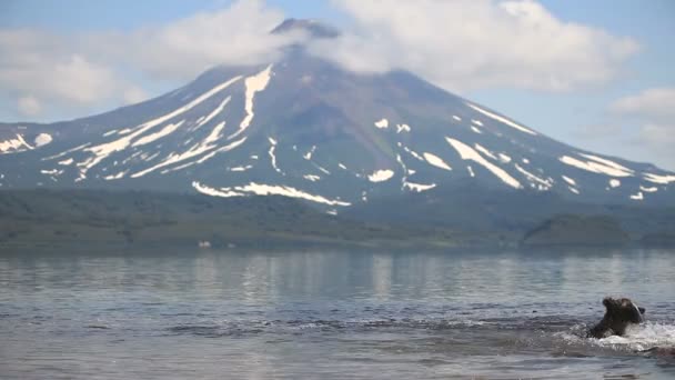 Boz ayı balıkçılık — Stok video