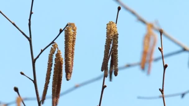 Catkins en un árbol de aliso en primavera — Vídeo de stock