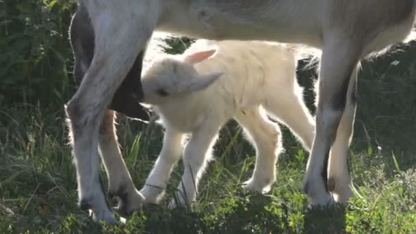 염소와 아이입니다. 여름입니다. 농장. — 비디오