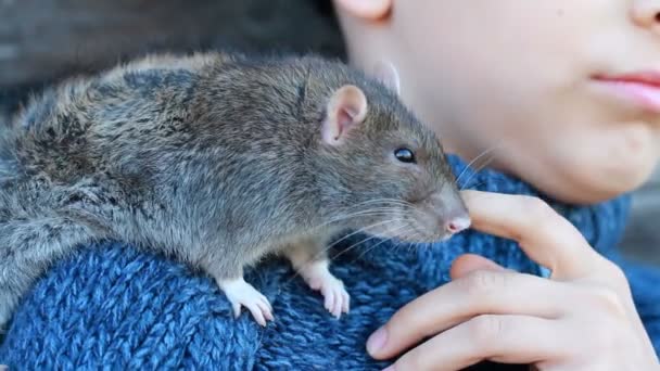 Retrato del niño con una rata doméstica — Vídeo de stock