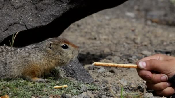 Gopher. — Vídeos de Stock