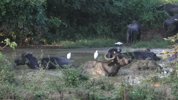 Wild buffalo — Stock Video