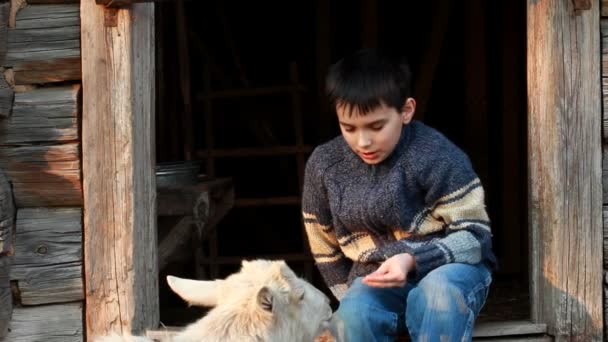 Young boy feeding the goat — Stock Video