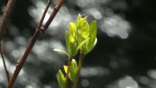 Groene bladeren. de rivier. — Stockvideo