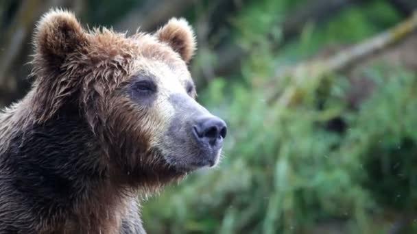 Медведь, портрет, крупный план — стоковое видео