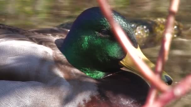 El pato duerme, de cerca . — Vídeo de stock