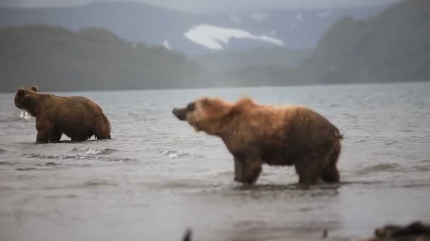 Hnědý medvěd rybolov — Stock video